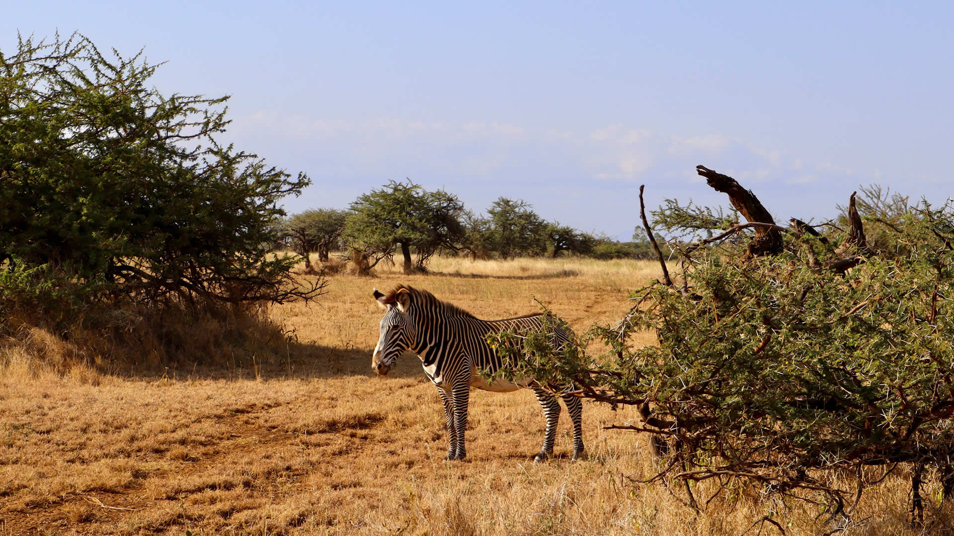 Grevy Zebra at the Lewa Conservancy