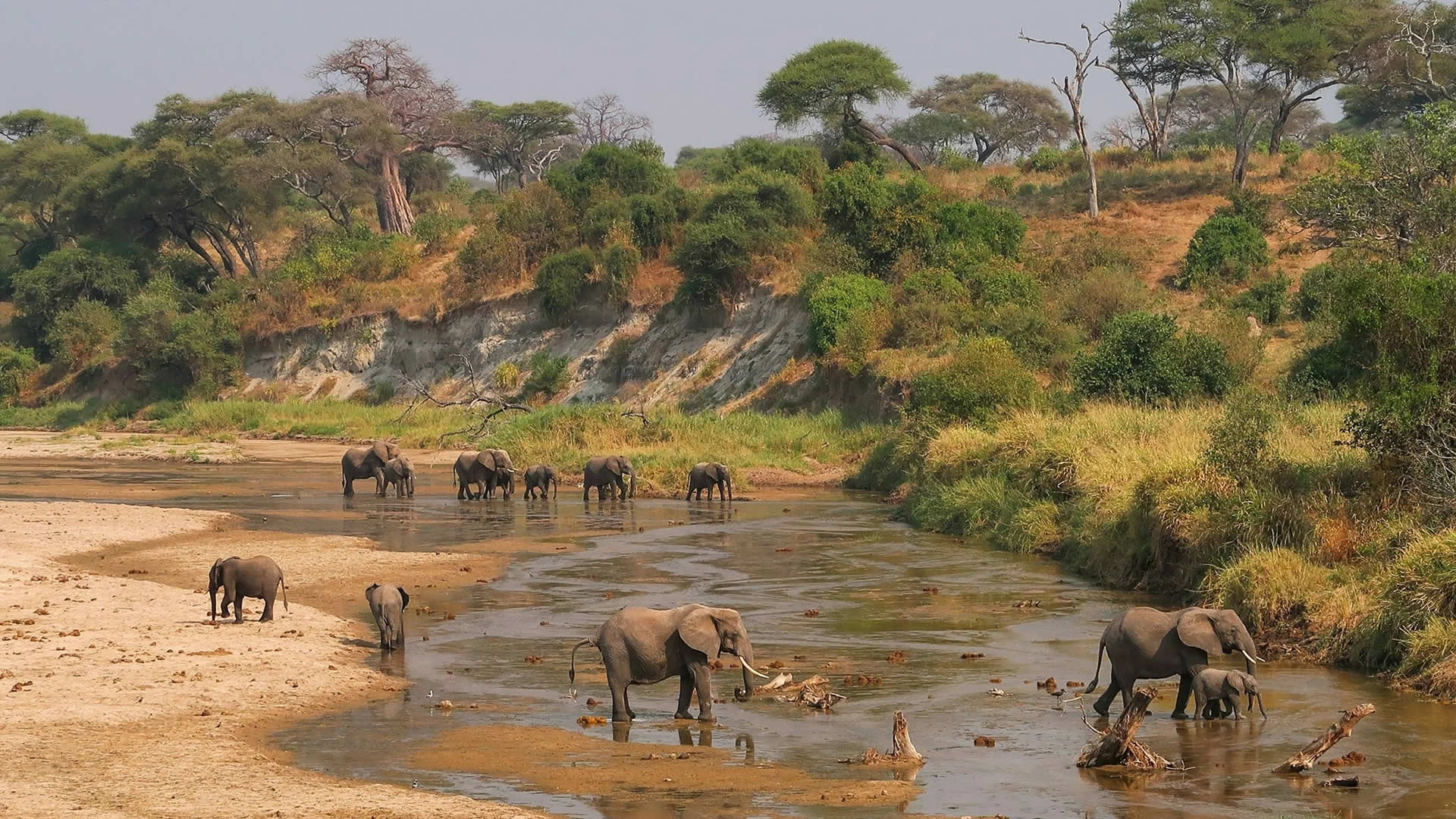Elephant herd at the Tarangire River